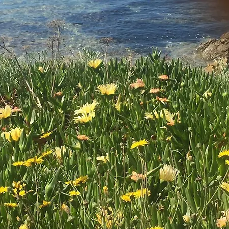 Apartment Due Passi Dal Mare A Sabba E Sa Pedra Golfo Aranci